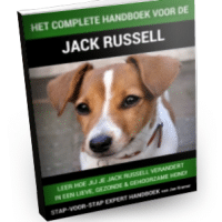Jack russel